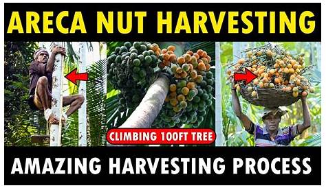 Areca Nut Harvesting Machine Kerala Man Innovation