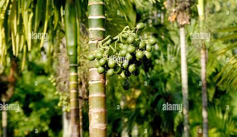 Bunch of betel nut areca catechu on betel palm ; Thekkady