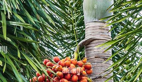 Areca catechu, Betel Nut Palm Tree Let's Grow Florida