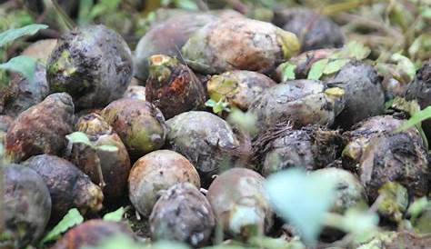 Farmers worried over rare disease on areca nut trees in