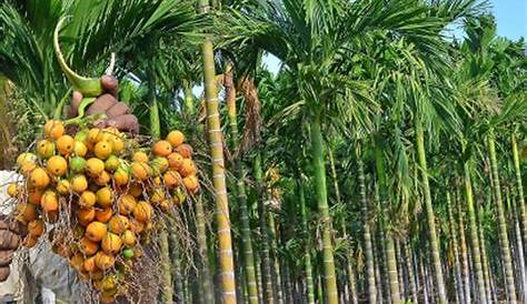 Tea And Areca Nut Plantations Landscape In Kerala, India