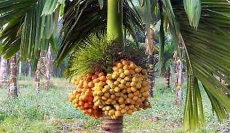 Areca Nut Plantation Per Acre 37.5 s Of Yielding s For Sale At