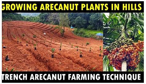 Areca Nut Planting Distance Green Plant, Rs 19 /piece M/S SUT ENTERPRISE