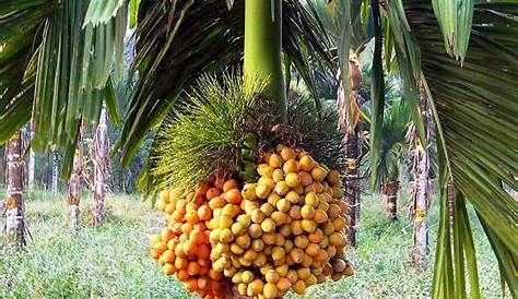 Areca Nut Plants Per Acre Palm 1012' Cinema Greens