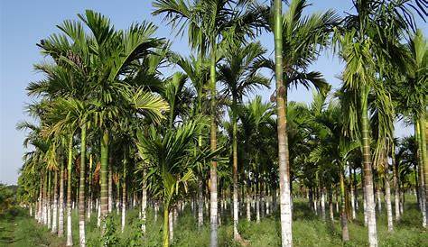 Areca Nut Tree Plantation Free Photo , , Palm Free Image