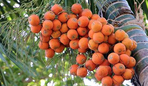 Areca Nut Tree nut Is A Major Commercial Crop In
