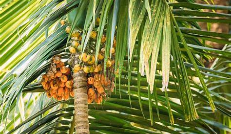Areca Nut Uses In China Buy Catechu Tree Semente 3pcs Plant Chinese