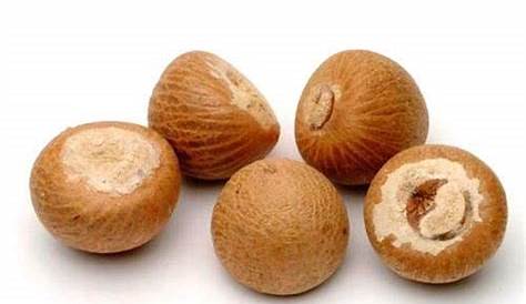The Early Malay Doctors Betel nut vs Areca nut Sirih