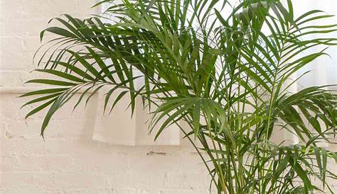Areca Palm Care Indoor Uk XL In Belly Basket Houseplants Online UK