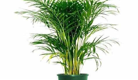XL Areca Palm in Belly Basket Houseplants Online UK