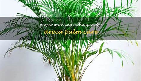 Areca Palm Care Watering How To Grow Dypsis Lutescens Smart