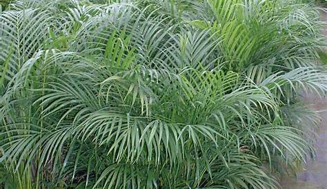 Areca Palm Cats And Dogs 19 Houseplants Safe For