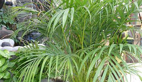 Areca Plant Cat Palm Tree Live Indoor Real Plants Majesty