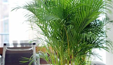 Areca Palm Indoor Care Chrysalidocarpus Lutescens