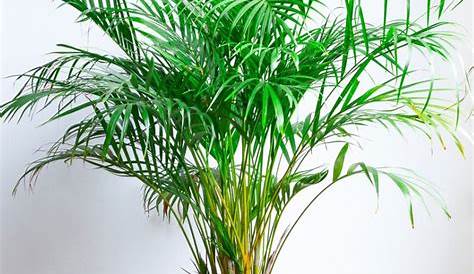 Areca Palm Indoor Plants Cats CatFriendly Jim's Mowing NZ