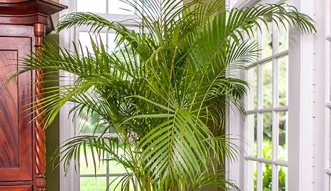Areca Palm Indoor 1x Delivery Height 4555 Cm, Pot Size ø 12 Cm