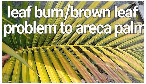 Leaf burn/brown leaf problem to areca palm and solutions