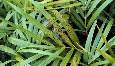 Areca Palm Leaf Spot Disease Yellow s On Leaves Yellow Leaves And