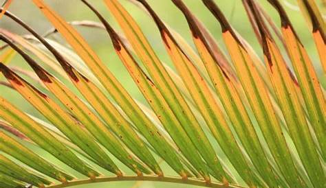 Areca palm, brown tips does it mean too little water