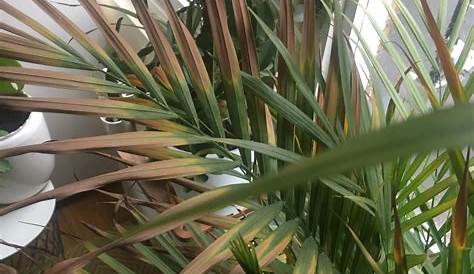 watering Areca Palm's leaves are drying. What should I