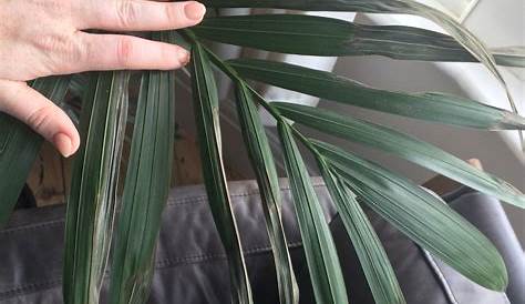 Areca Palm Leaves Turning Black Plant Health What's Causing This Severe Yellowing And