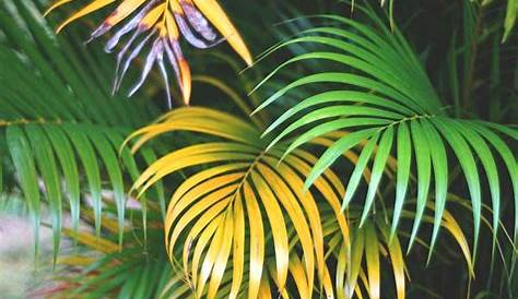 Areca Palm Leaves Turning Yellow And Brown Indoors My Is Dying Gardening & Landscaping