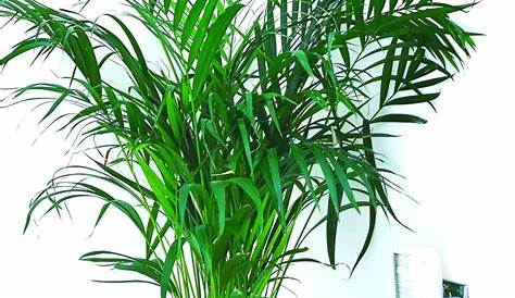ऐरेका पाम पौधे के फायदे Areca Palm Plants Benefits by