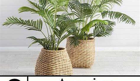 8 Amazing Areca Palm Benefits Indoors! in 2020 Areca