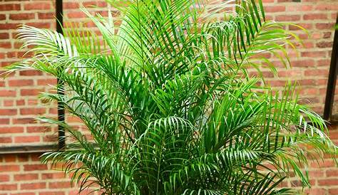 Areca Palm Planter Nearly Natural 63in. Artificial Tree In