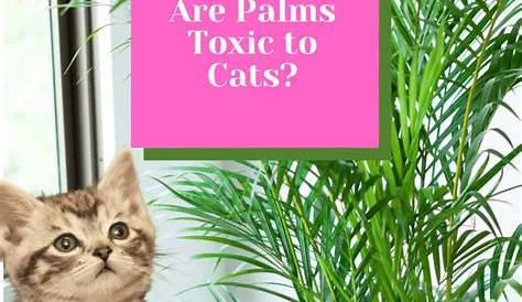 Areca Palm Poisonous To Cats 6 Stylish Houseplants That Are Safe For And Dogs