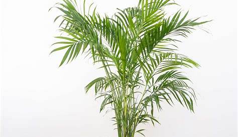 Areca Palm Safe For Cats And Dogs 10 Beautiful Houseplants HubPages