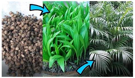 Areca Palm Seeds In Hindi Medicinal Plant. Nut Seed Of Catechu. Nut