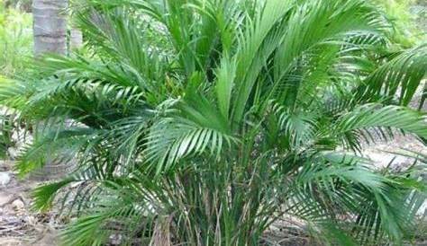 Areca Palm Toxic To Cats ASPCA