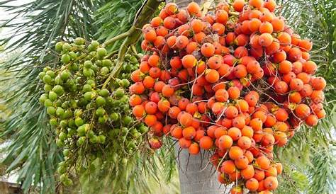 Areca Palm Tree With Fruit Clusters Stock Image Image of