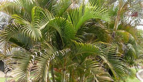 Areca Palm Tree Images , Plants, s To Plant