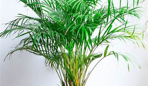 Nearly Natural 5 ft. Areca Artificial Palm Tree in White