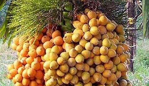 Arecanut Plant Price Green Areca Nut , Rs 19 /piece M/S SUT ENTERPRISE