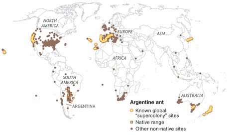 argentine ants map
