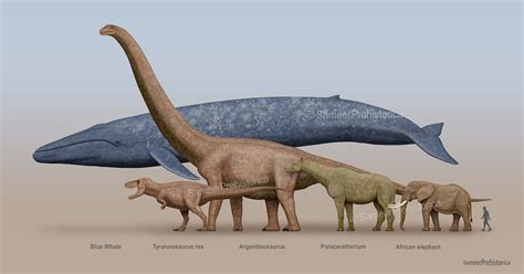 argentinosaurus vs blue whale size