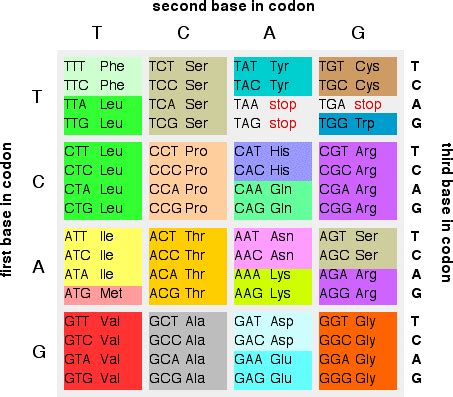 Arginine Dna Codon