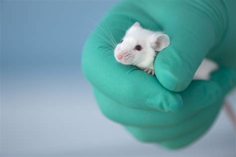 PTE Essay 6 Scientific Animal Experimentation is justified?