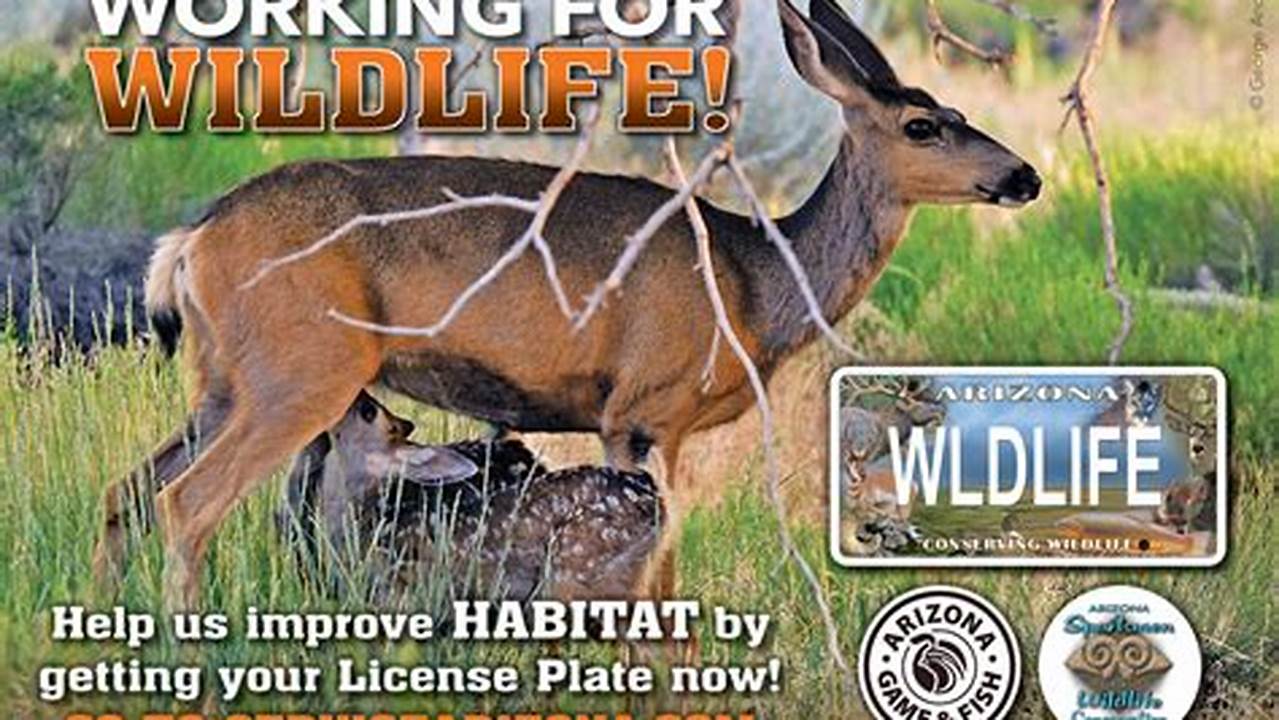 Unveiling the Secrets of Arizona Sportsman for Wildlife Conservation