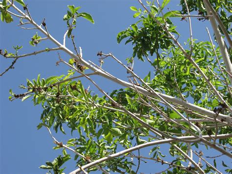 arizona ash tree problems