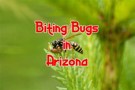 Arizona Bugs That Bite: A Comprehensive Guide to Pest Control