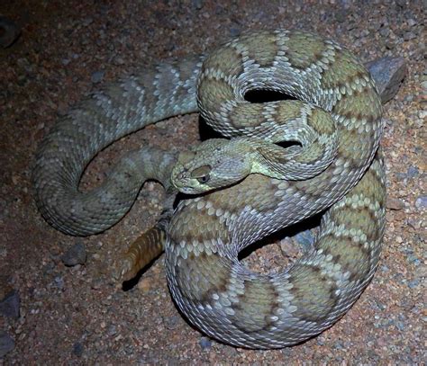 arizona mohave rattlesnake identification