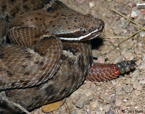 arizona ridge-nosed rattlesnake