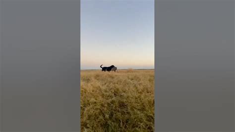 Arkansas Speck Limit