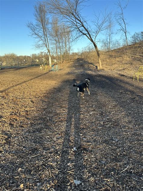 arlington arkwright dog park