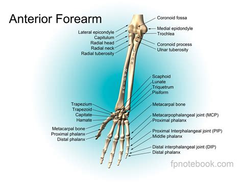 Arm Bones In Forearm