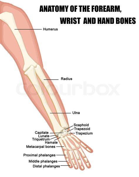 Arm Bones Near Wrist